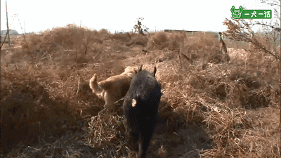 叔！你家金毛被猪拱了-7.gif