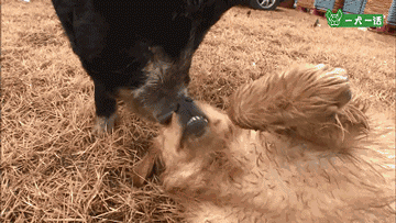 叔！你家金毛被猪拱了-9.gif