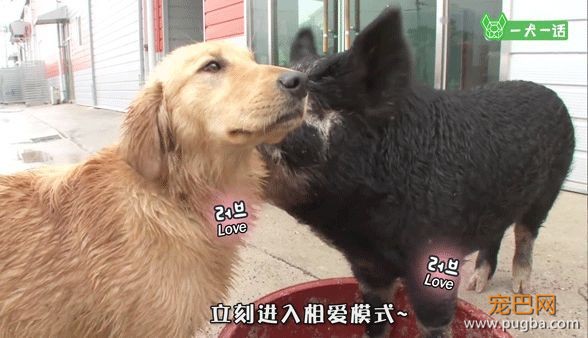 叔！你家金毛被猪拱了-10.jpeg