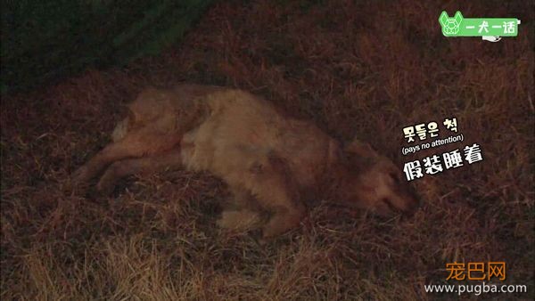 叔！你家金毛被猪拱了-13.jpeg