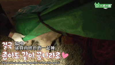 叔！你家金毛被猪拱了-15.gif