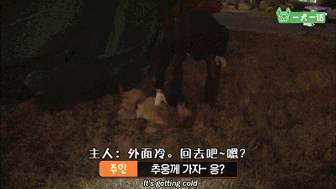 叔！你家金毛被猪拱了-14.gif