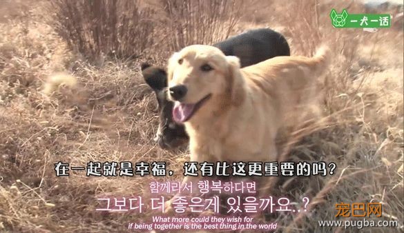 叔！你家金毛被猪拱了-18.jpeg