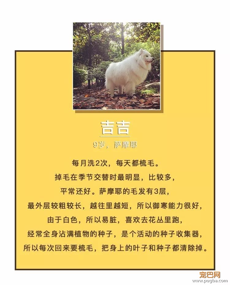 狗毛满天飞？我们试了7把梳子，发现买这1把就够了-3.jpeg