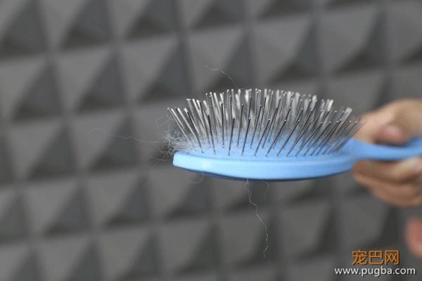 狗毛满天飞？我们试了7把梳子，发现买这1把就够了-9.jpeg