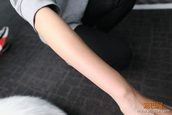 狗毛满天飞？我们试了7把梳子，发现买这1把就够了-31.jpeg