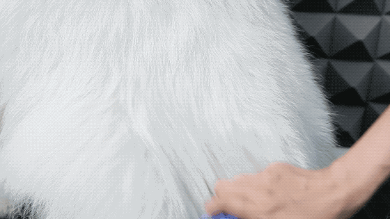 狗毛满天飞？我们试了7把梳子，发现买这1把就够了-62.gif