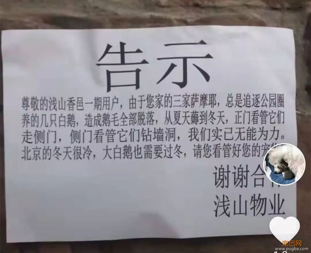 萨摩耶因薅鹅毛被批评，从夏天薅到冬天，白鹅：我遭遇了什么？-2.jpeg