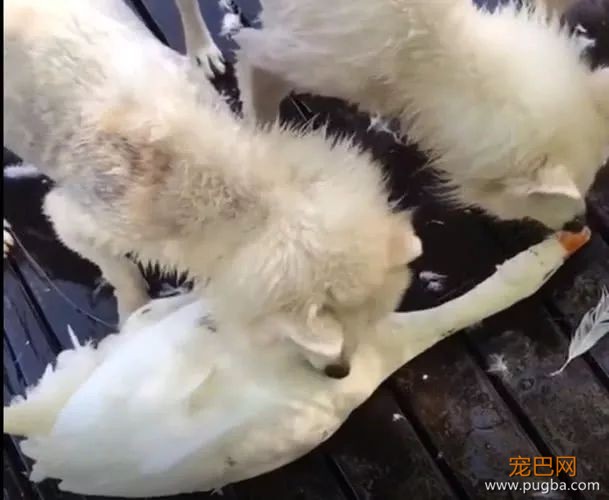 萨摩耶因薅鹅毛被批评，从夏天薅到冬天，白鹅：我遭遇了什么？-5.jpeg