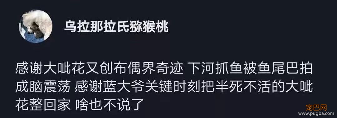 萨摩耶因薅鹅毛被批评，从夏天薅到冬天，白鹅：我遭遇了什么？-15.jpeg