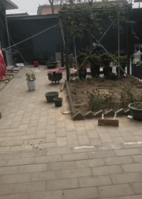 萨摩耶因薅鹅毛被批评，从夏天薅到冬天，白鹅：我遭遇了什么？-13.gif
