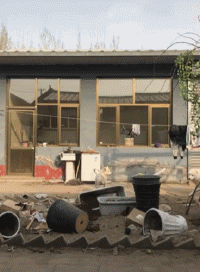 萨摩耶因薅鹅毛被批评，从夏天薅到冬天，白鹅：我遭遇了什么？-11.gif