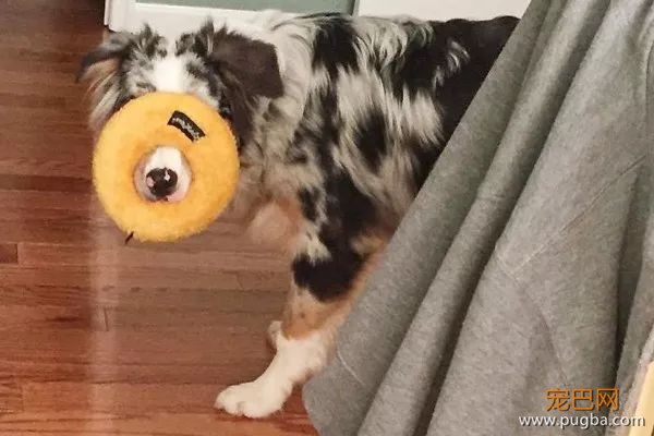 糟糕，看完这些图我爱上了澳洲牧羊犬-1.jpeg