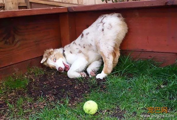 糟糕，看完这些图我爱上了澳洲牧羊犬-2.jpeg