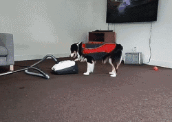 糟糕，看完这些图我爱上了澳洲牧羊犬-3.gif