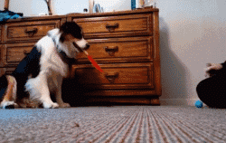 糟糕，看完这些图我爱上了澳洲牧羊犬-4.gif