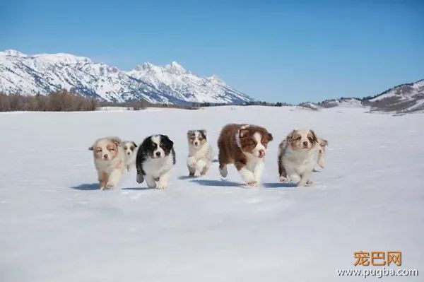糟糕，看完这些图我爱上了澳洲牧羊犬-5.jpeg