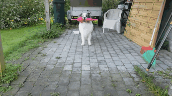 糟糕，看完这些图我爱上了澳洲牧羊犬-7.gif