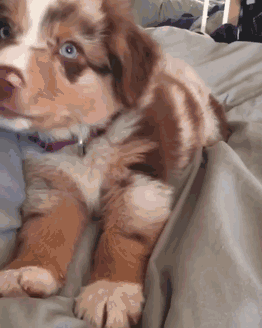 糟糕，看完这些图我爱上了澳洲牧羊犬-11.gif
