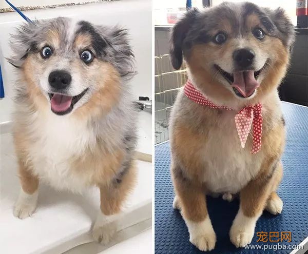 糟糕，看完这些图我爱上了澳洲牧羊犬-12.jpeg