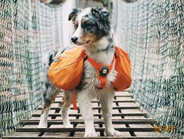 糟糕，看完这些图我爱上了澳洲牧羊犬-16.jpeg