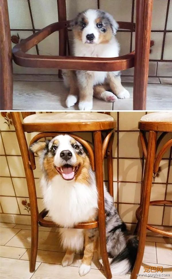 糟糕，看完这些图我爱上了澳洲牧羊犬-18.jpeg