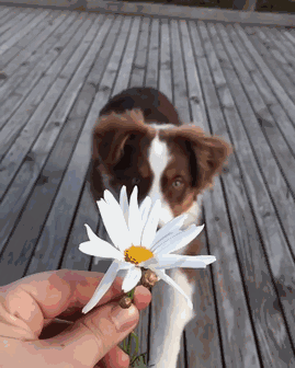 糟糕，看完这些图我爱上了澳洲牧羊犬-20.gif