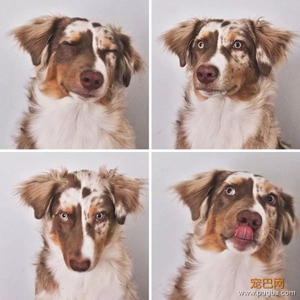 糟糕，看完这些图我爱上了澳洲牧羊犬-22.jpeg