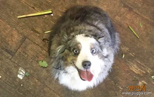 糟糕，看完这些图我爱上了澳洲牧羊犬-24.jpeg