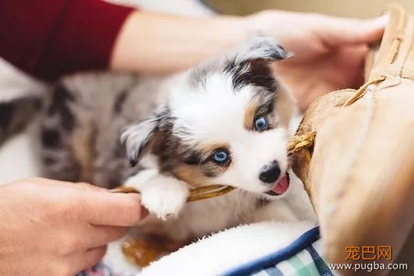糟糕，看完这些图我爱上了澳洲牧羊犬-23.jpeg