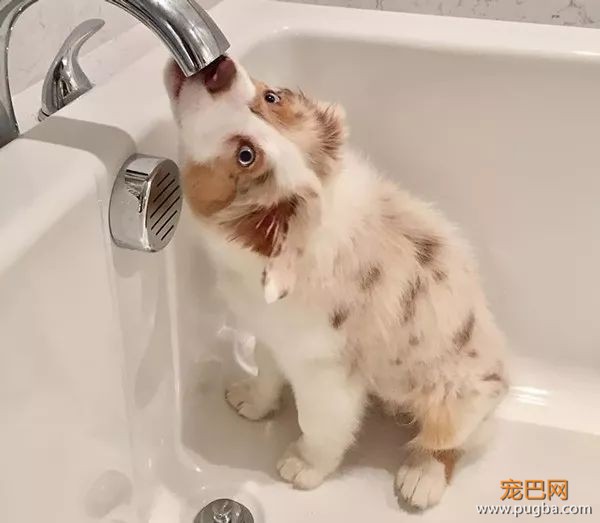 糟糕，看完这些图我爱上了澳洲牧羊犬-27.jpeg