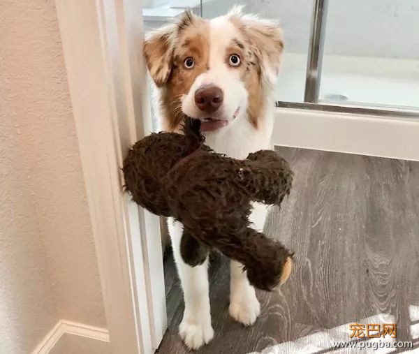 糟糕，看完这些图我爱上了澳洲牧羊犬-31.jpeg