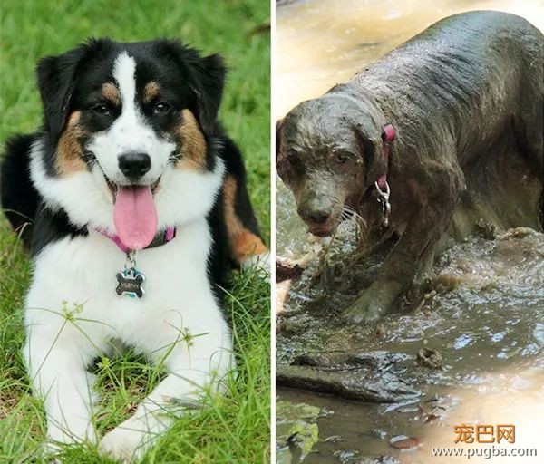 糟糕，看完这些图我爱上了澳洲牧羊犬-26.jpeg