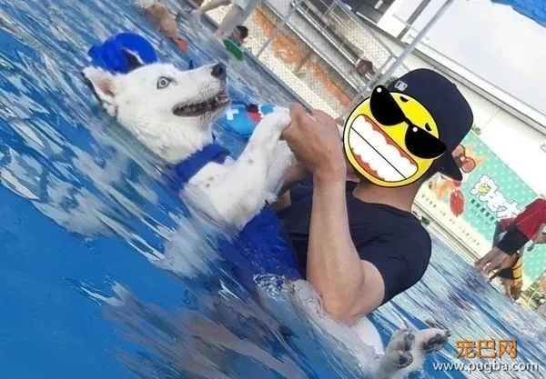 带混血二哈去游泳，结果这货一个眼神把大家都笑翻了...-2.jpeg