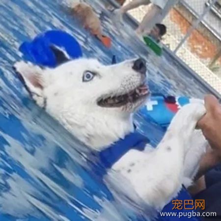 带混血二哈去游泳，结果这货一个眼神把大家都笑翻了...-3.jpeg