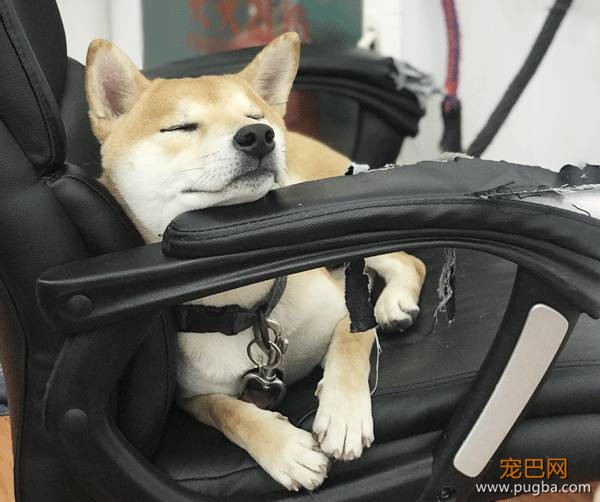 内有福利丨这张床，让狗狗在睡眠中幸福感满满！-3.jpeg