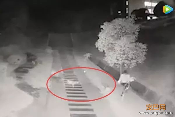 湘潭大学女生被群狗撕咬，动保协会该赔钱？-1.jpeg
