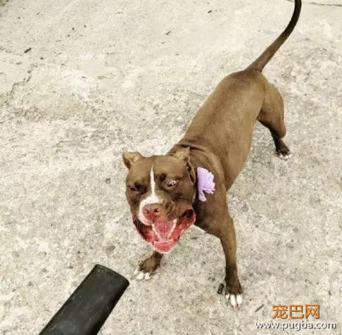 狗狗发火了：我不是针对你，我是说吹风机都是辣鸡！-1.jpg