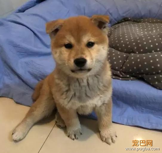 狗狗发火了：我不是针对你，我是说吹风机都是辣鸡！-10.jpg