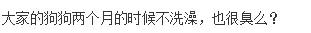 狗狗发火了：我不是针对你，我是说吹风机都是辣鸡！-9.jpg