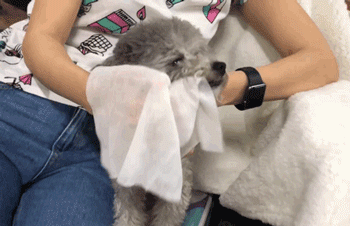 狗狗发火了：我不是针对你，我是说吹风机都是辣鸡！-18.gif