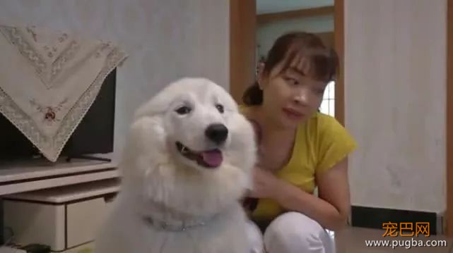 崩溃！送7个月萨摩耶去学校培训，竟然怀孕生下边牧-1.jpeg