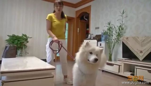 崩溃！送7个月萨摩耶去学校培训，竟然怀孕生下边牧-2.jpeg