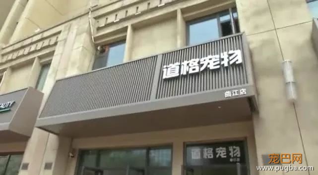 崩溃！送7个月萨摩耶去学校培训，竟然怀孕生下边牧-3.jpeg