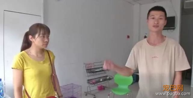 崩溃！送7个月萨摩耶去学校培训，竟然怀孕生下边牧-6.jpeg