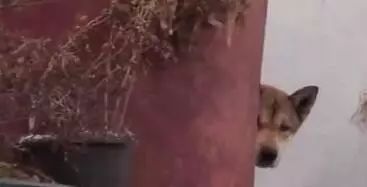 阿拉斯加失去了自己的宝宝，悲伤的它每天都去偷别人的宝宝来养……但-3.jpeg