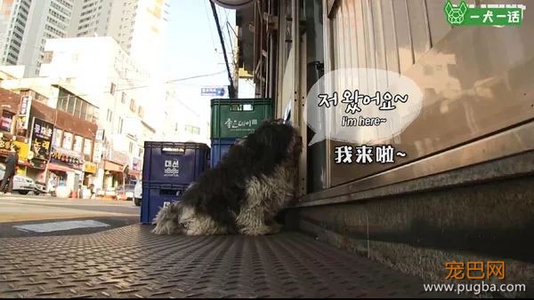 即便四处讨饭也保持尊严的狗狗，背后藏着一个故事-1.jpeg