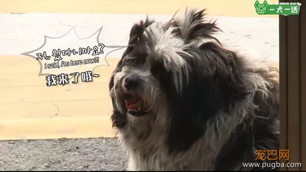 即便四处讨饭也保持尊严的狗狗，背后藏着一个故事-2.jpeg