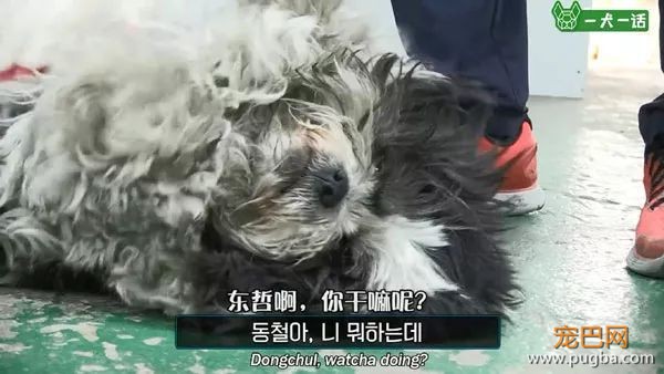 即便四处讨饭也保持尊严的狗狗，背后藏着一个故事-9.jpeg
