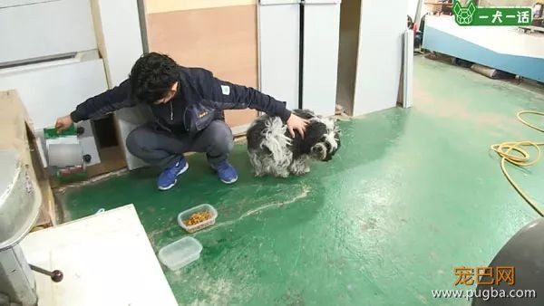 即便四处讨饭也保持尊严的狗狗，背后藏着一个故事-11.jpeg